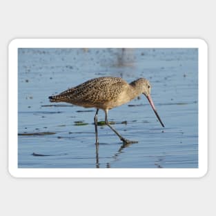 Huntington Beach - Godwit Sticker